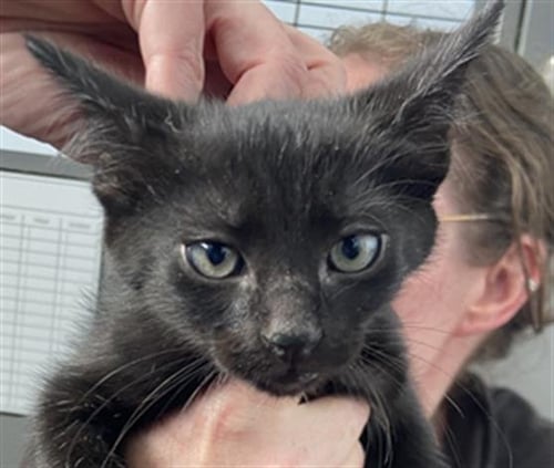HADES - Domestic Short Hair available for adoption