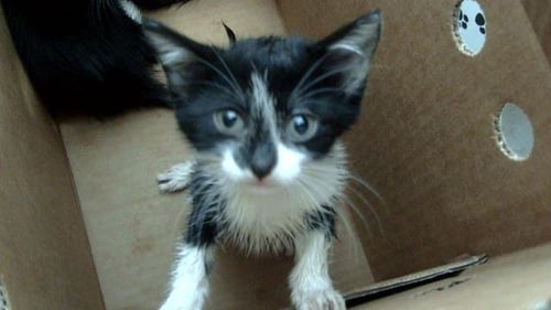 TIGER - Domestic Short Hair available for adoption