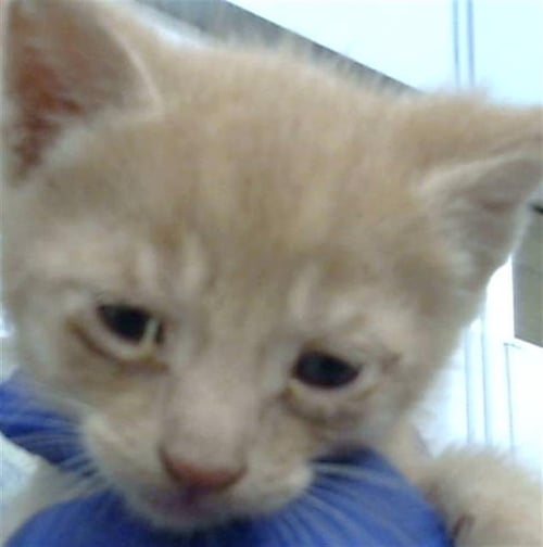 CINCO - Domestic Medium Hair available for adoption