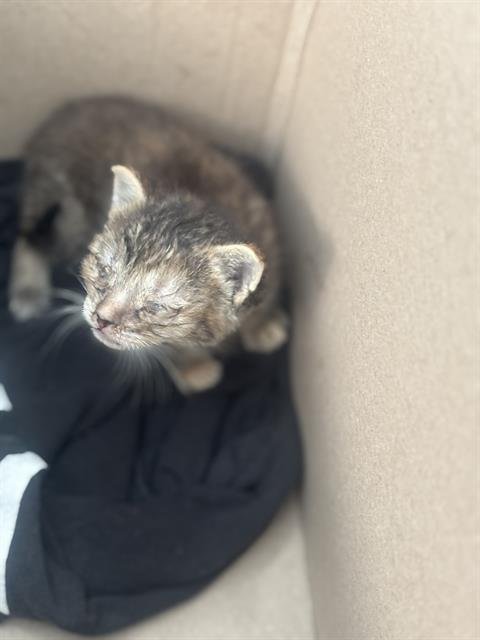JACKY - Domestic Short Hair available for adoption