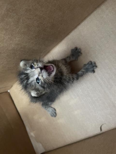 TIMS - Domestic Short Hair available for adoption