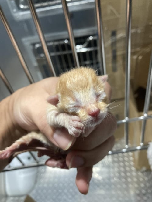 PYROS - Domestic Short Hair available for adoption