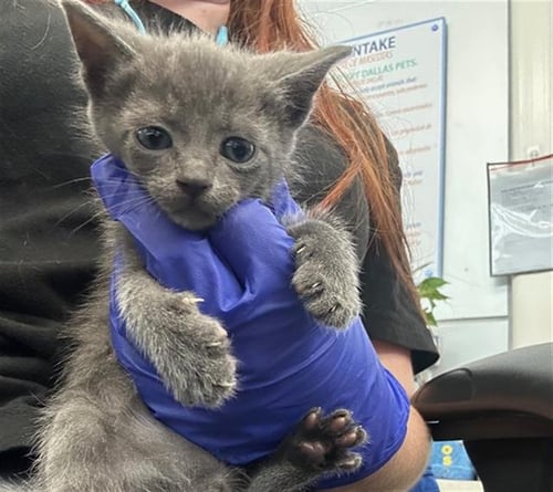 MATILDA - Domestic Short Hair for adoption in Dallas