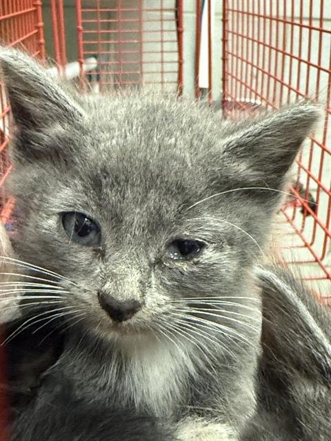 TUNDRA - Domestic Short Hair available for adoption