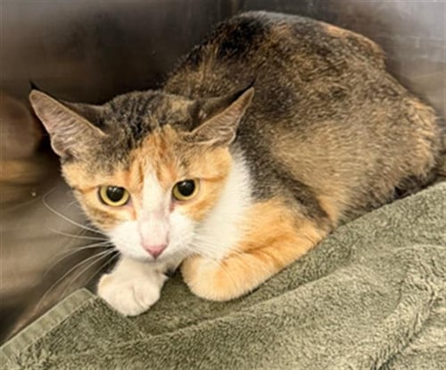 CURRY - Domestic Short Hair available for adoption
