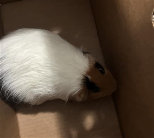 BOBBY - Guinea Pig available for adoption