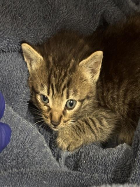 KAZE - Domestic Short Hair available for adoption