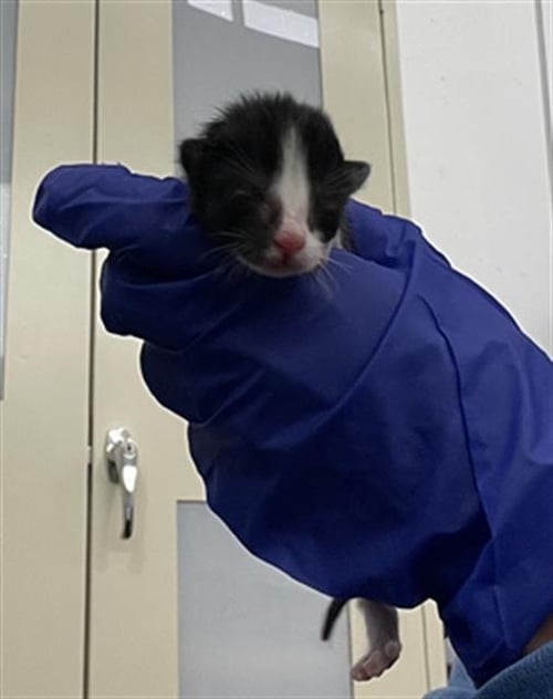 ASH - Domestic Short Hair for adoption in Dallas