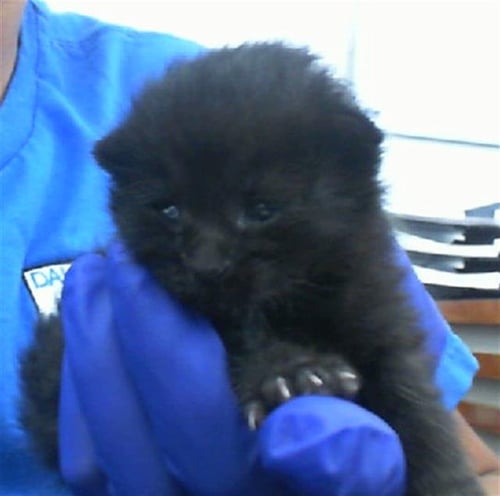 VALENTINA - Domestic Short Hair available for adoption