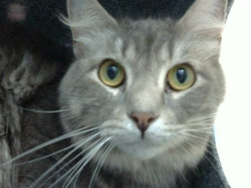 ONYX - Domestic Short Hair available for adoption
