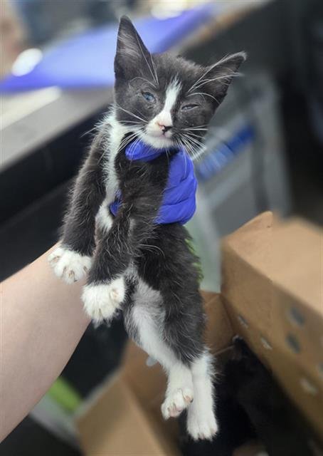 CARRIE - Domestic Short Hair available for adoption