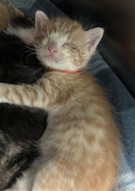 BEN - Domestic Short Hair available for adoption