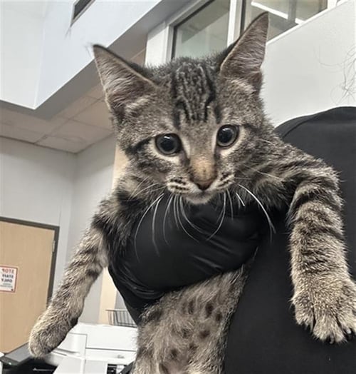 CHIPS - Domestic Short Hair available for adoption