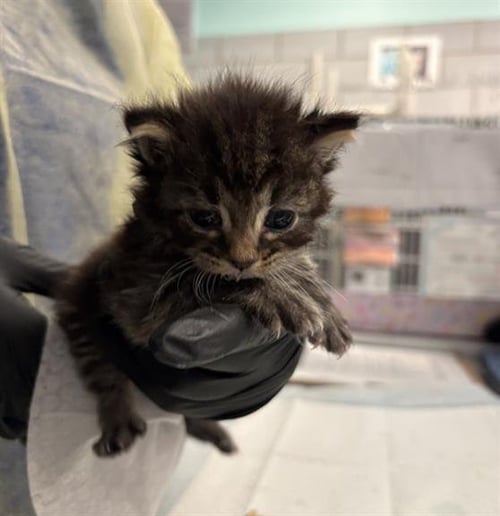 HUNTER - Domestic Short Hair available for adoption