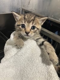 MERCURY - Photo 1