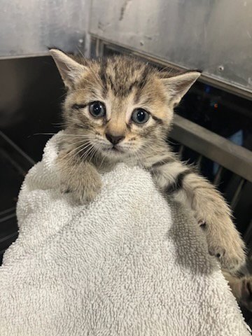 MERCURY - Domestic Short Hair available for adoption