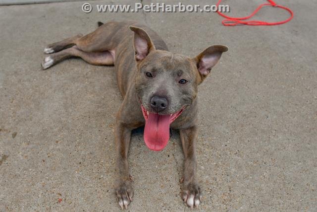 KOOKIE - Pit Bull Terrier available for adoption