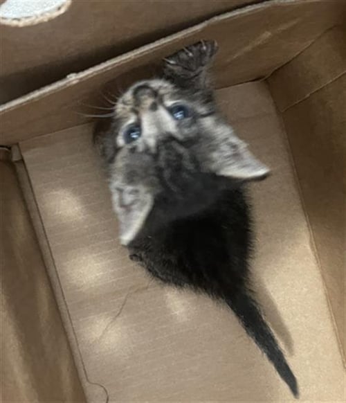 CAM - Domestic Short Hair available for adoption