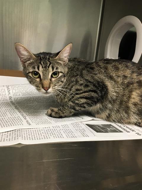BELLA - Domestic Short Hair available for adoption