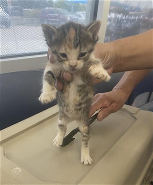 LEMON PEPPER - Domestic Short Hair available for adoption
