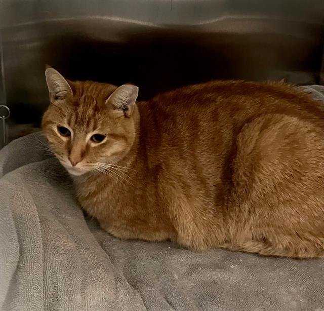 COCA - Domestic Short Hair available for adoption