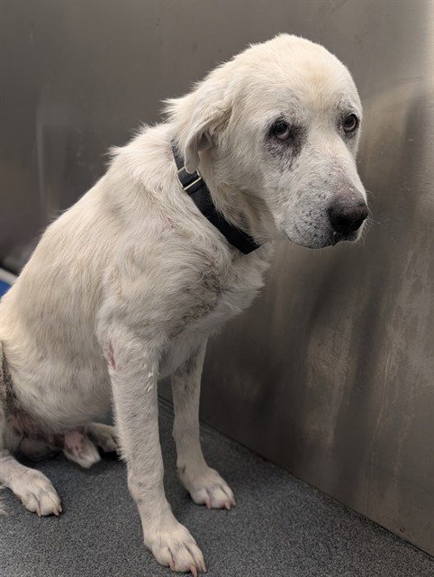 APACHE - Great Pyrenees available for adoption