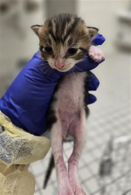 SQUEAK - Domestic Short Hair available for adoption