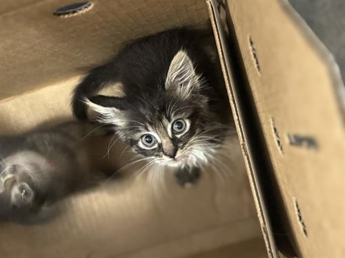 TAYLOR - Domestic Short Hair available for adoption