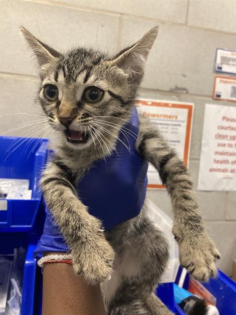 NYLA - Domestic Short Hair available for adoption