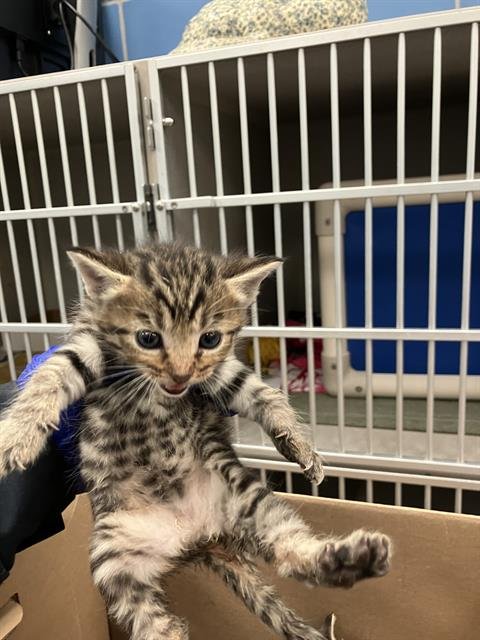 STARFIRE - Domestic Short Hair available for adoption