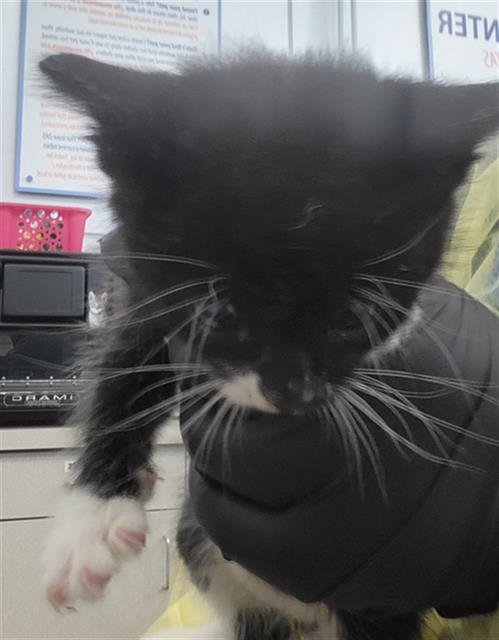 EDMUND - Domestic Long Hair available for adoption
