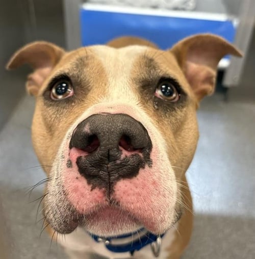 IRIS - Pit Bull Terrier available for adoption