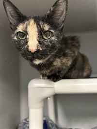 MISSY - Photo 1