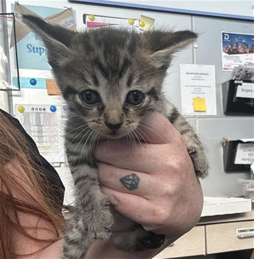 ALMOND - Domestic Short Hair available for adoption