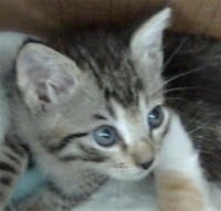 AANG - Photo 1