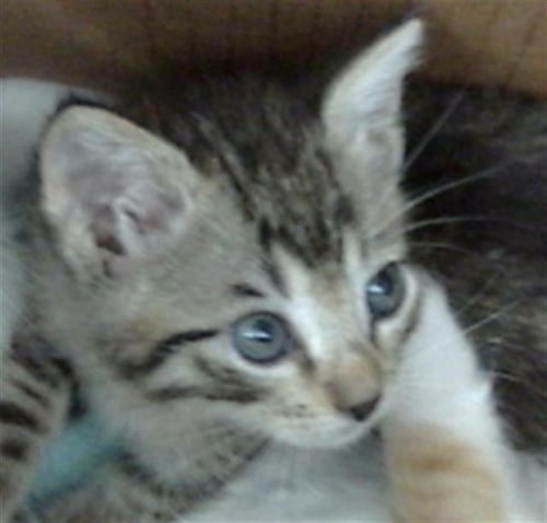 AANG - Domestic Short Hair for adoption in Dallas