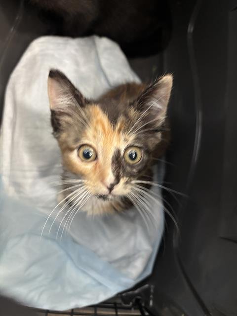 FANNIE MAE - Domestic Short Hair available for adoption