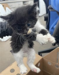 NALA - Photo 1
