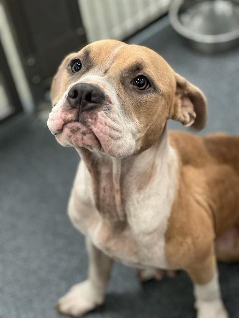 PEACH - Pit Bull Terrier available for adoption