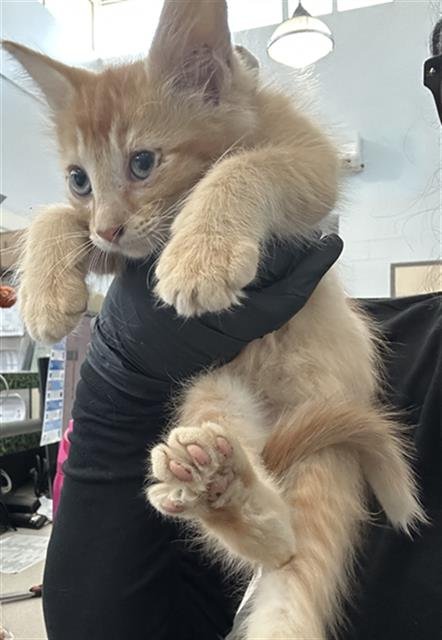 LEMON - Domestic Medium Hair available for adoption