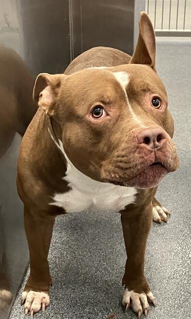 TOMMY - American Pit Bull Terrier available for adoption