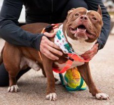 TOMMY - American Pit Bull Terrier available for adoption