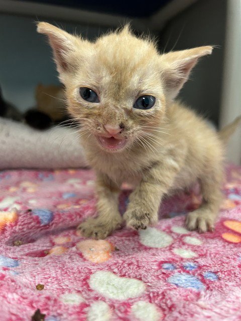 FESTER - Domestic Short Hair available for adoption