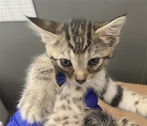 CLARABELLE - Domestic Short Hair available for adoption