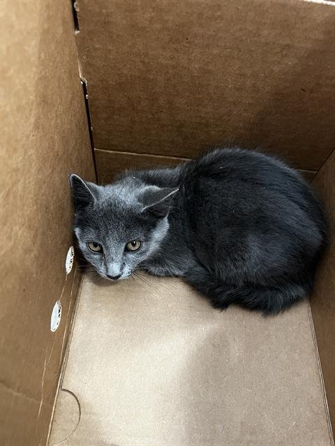 MIA - Domestic Medium Hair available for adoption
