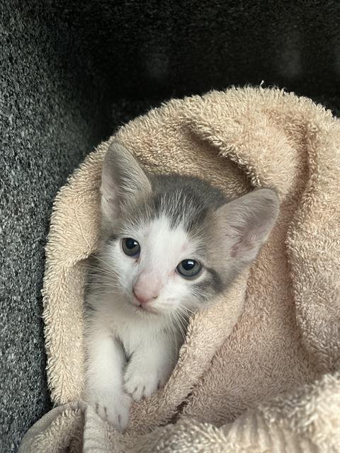 DREAMY - Domestic Short Hair available for adoption