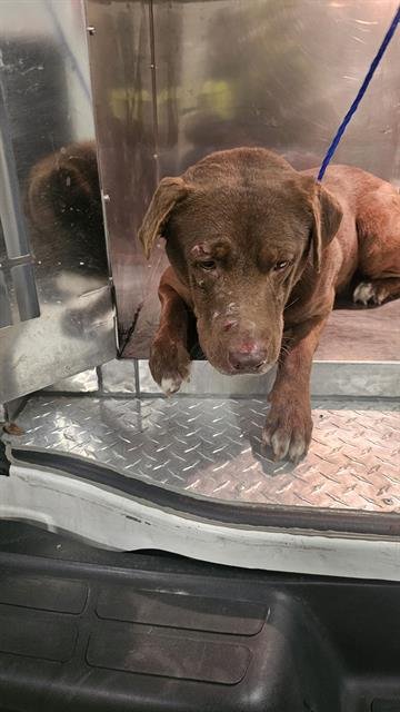 BRUNO - Labrador Retriever available for adoption