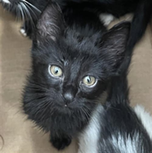 MAC - Domestic Short Hair available for adoption