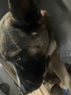 MICKEY - German Shepherd Dog available for adoption