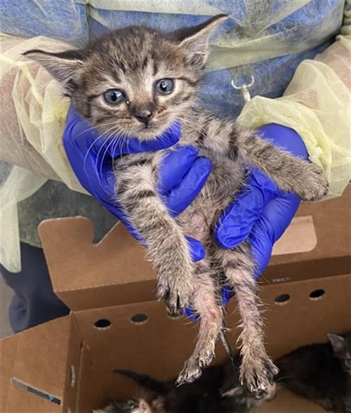 SOLO - Domestic Short Hair available for adoption